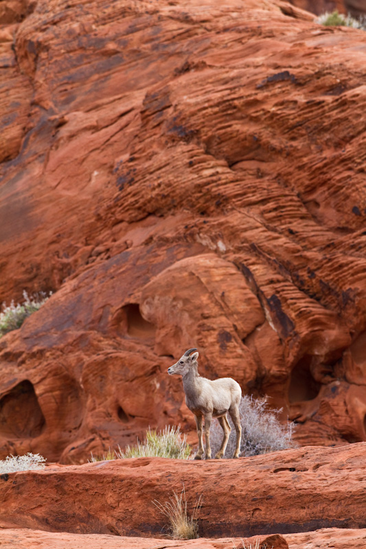 Bighorn On Slickrock